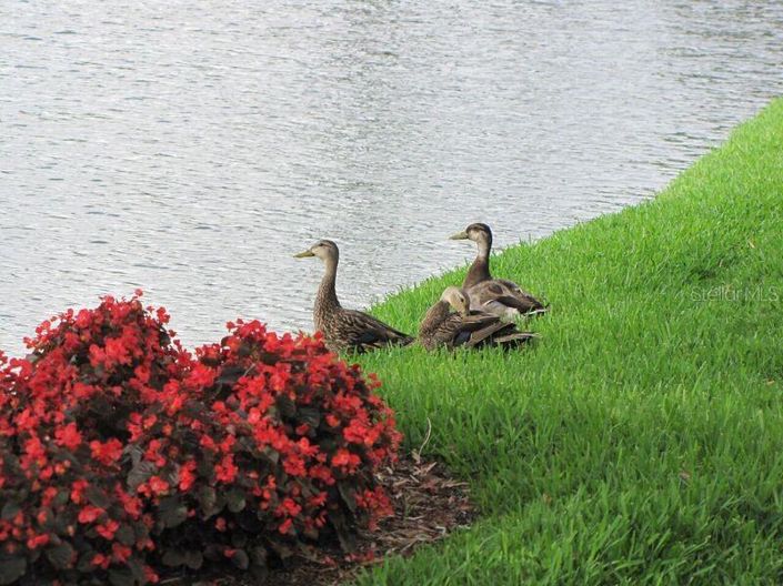 Image No.48-Propriété de 2 chambres à vendre à St. Petersburg