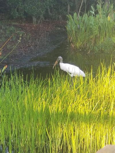 Image No.31-Propriété de 4 chambres à vendre à Davenport