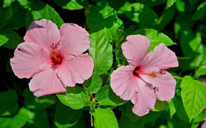 Image No.45-2 Bed Property for sale