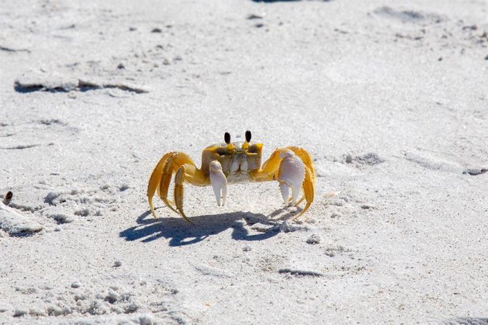 Image No.34-Propriété de 3 chambres à vendre à Longboat Key