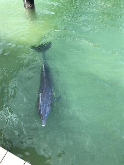 Image No.38-Propriété de 3 chambres à vendre à Tierra Verde 