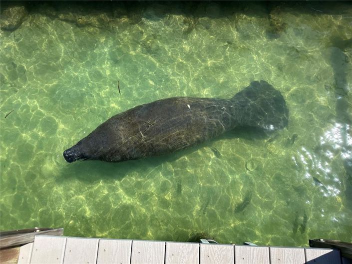 Image No.40-Propriété de 3 chambres à vendre à Tierra Verde 