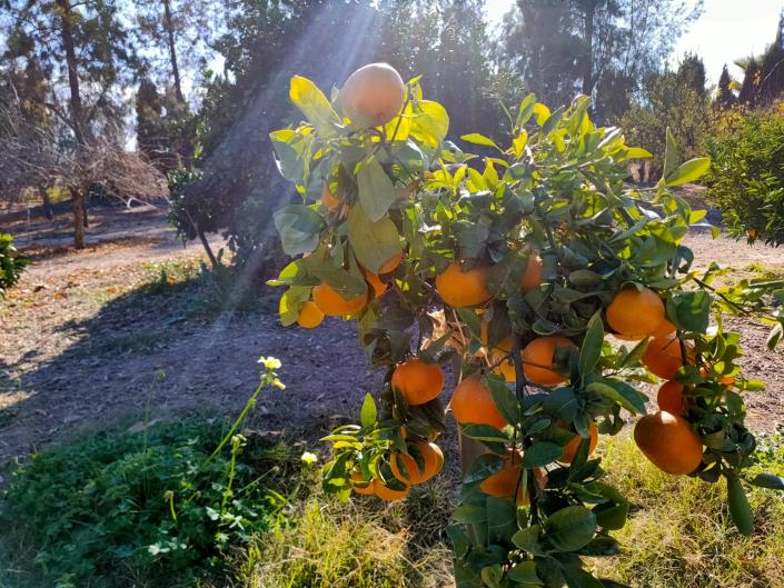 Image No.33-Maison de 4 chambres à vendre à Lorca
