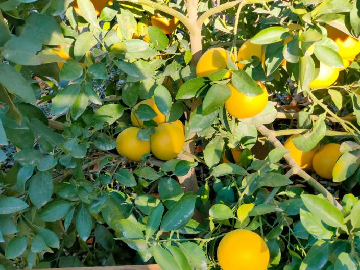 Image No.34-Maison de 4 chambres à vendre à Lorca