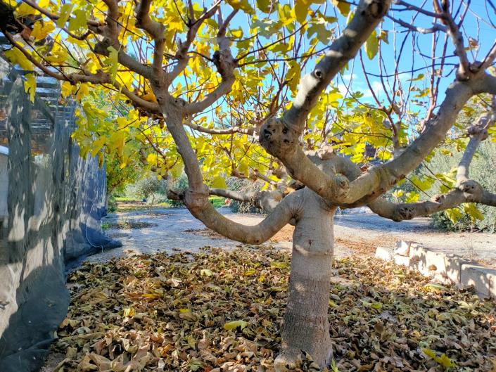 Image No.36-Maison de 4 chambres à vendre à Lorca