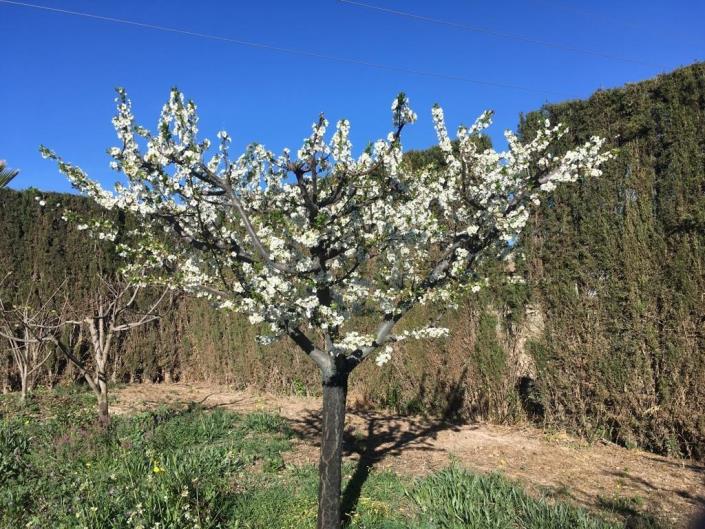 Image No.38-Maison de 4 chambres à vendre à Lorca