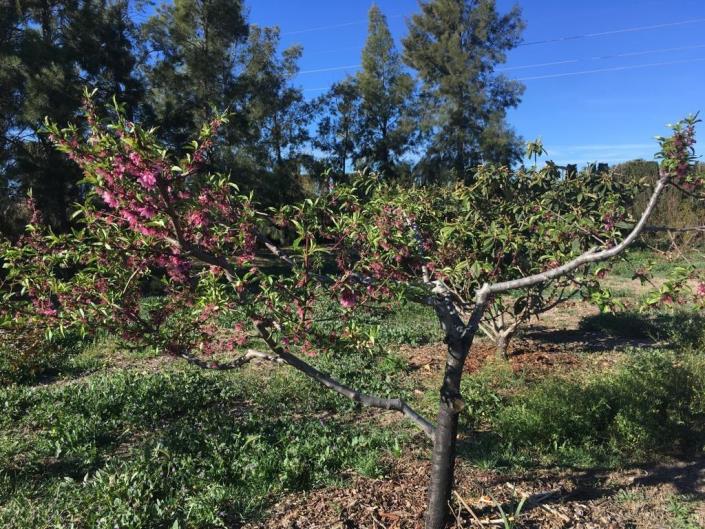 Image No.40-Maison de 4 chambres à vendre à Lorca