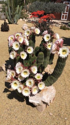 Image No.41-Maison de 4 chambres à vendre à Lorca