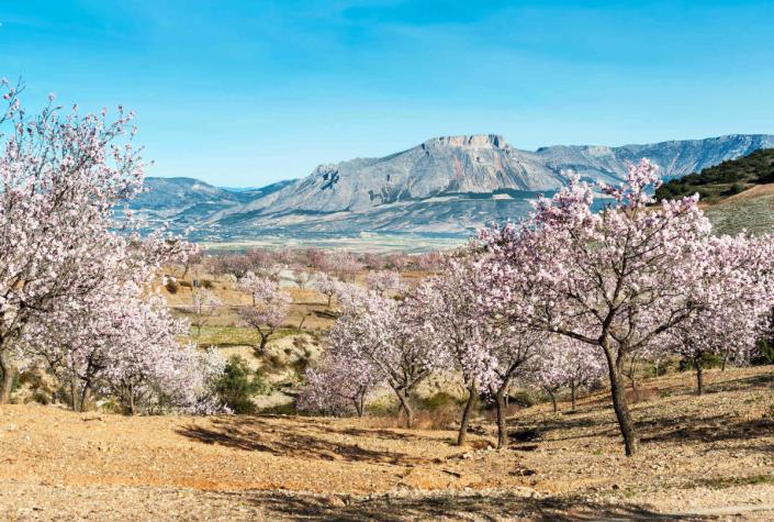 Image No.12-Terre à vendre à Velez-Rubio