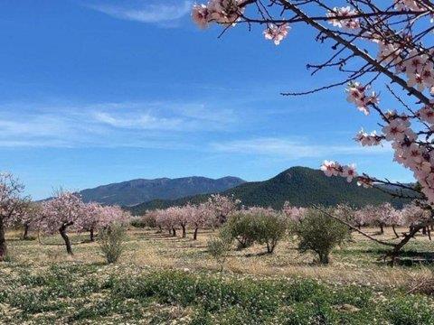 Image No.14-Terre à vendre à Velez-Rubio