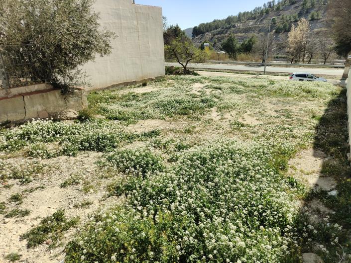 Image No.3-Terre à vendre à Velez-Rubio