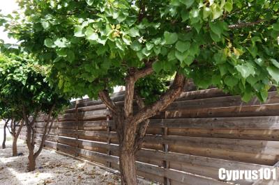 7-Emba-Paphos-3-bedroom-bungalow-Property-1318