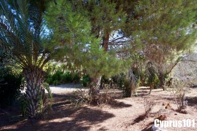 7-Letymbou-Paphos-village-Property-1350