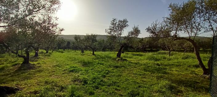 Image No.3-Plot for sale