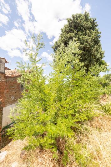 Image No.45-Maison de ville de 8 chambres à vendre à Castiglion Fiorentino
