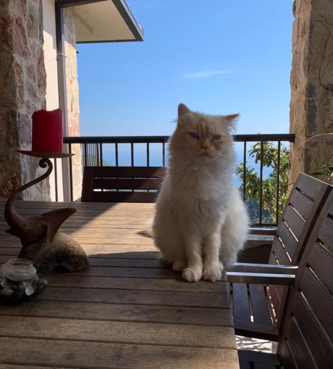 Image No.41-Villa / Détaché de 7 chambres à vendre à Budva