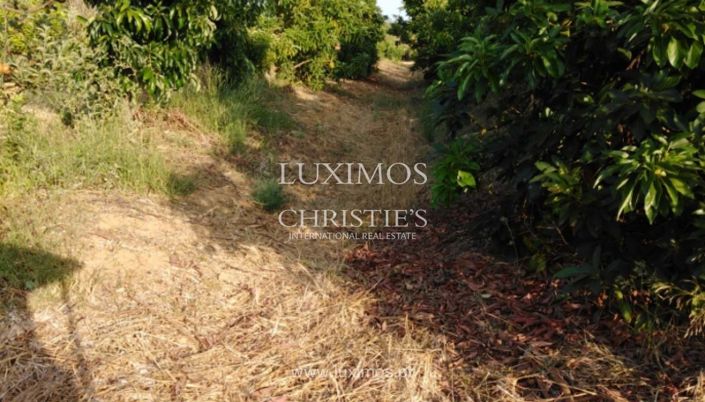 Image No.5-Ferme à vendre à Tavira