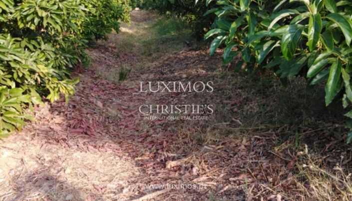 Image No.10-Ferme à vendre à Tavira