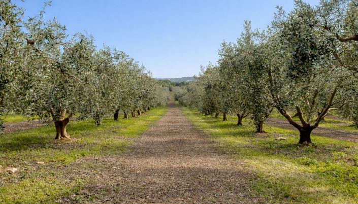 Image No.26-3 Bed Farmhouse for sale