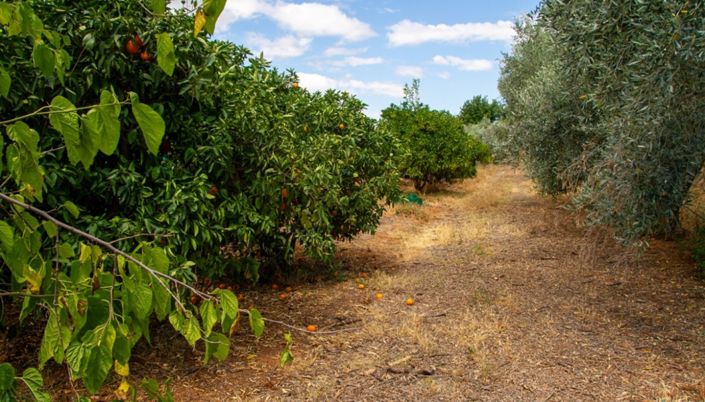 Image No.27-3 Bed Farmhouse for sale