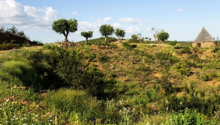 Image No.4-Terre à vendre à Tavira