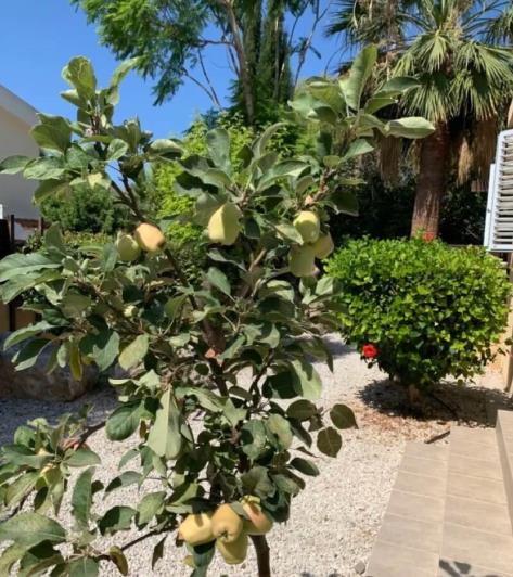 Image No.2-Villa de 3 chambres à vendre à Kissonerga