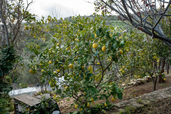 Image No.29-Propriété de 7 chambres à vendre à Kritou Tera