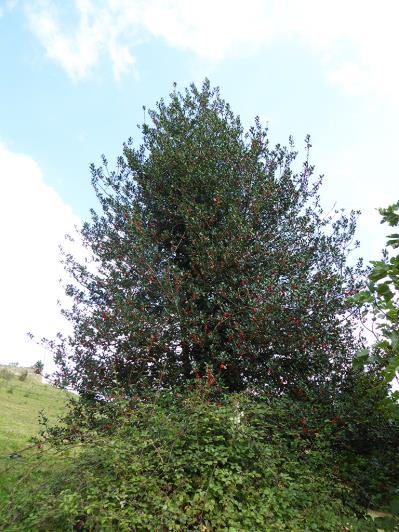 Image No.42-Propriété de pays de 3 chambres à vendre à Asturies