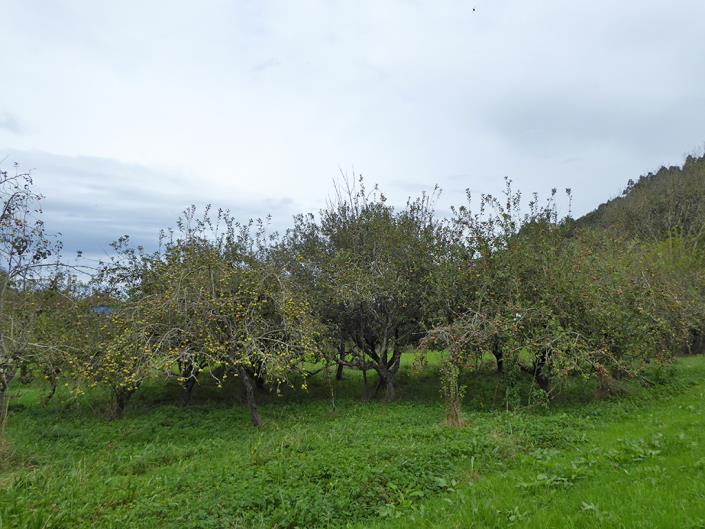 Image No.16-Maison de campagne de 3 chambres à vendre à Grado