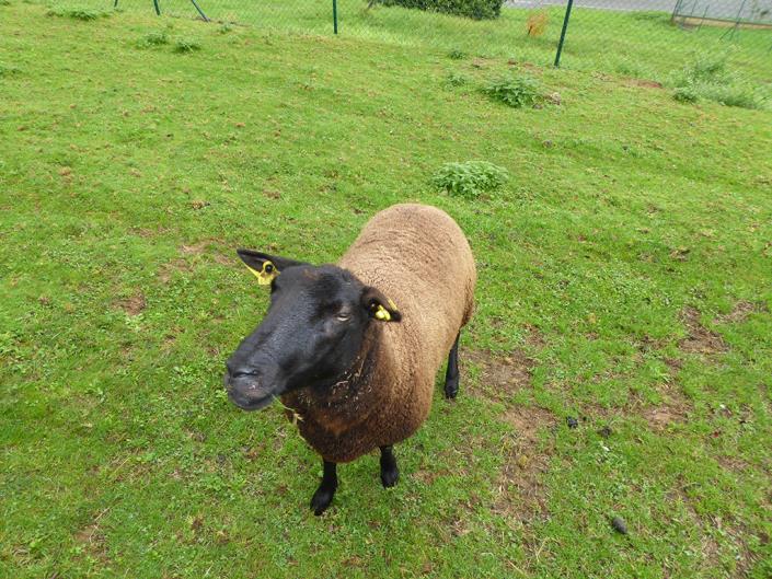 Image No.34-Maison de campagne de 3 chambres à vendre à Soto