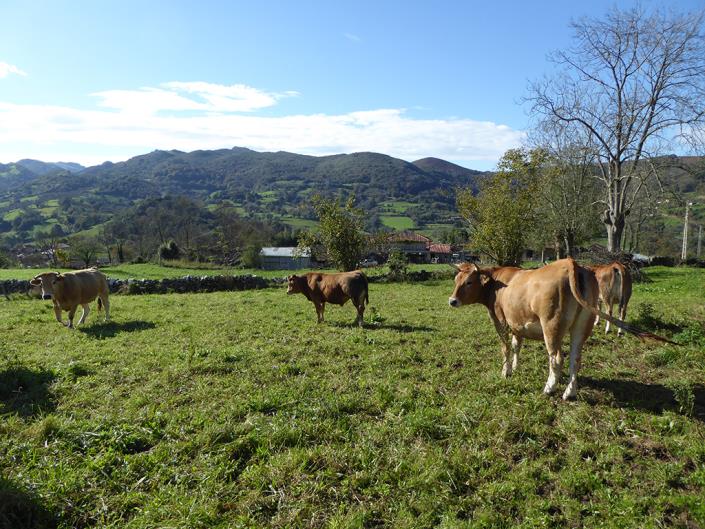 Image No.13-Ferme de 6 chambres à vendre à Grado