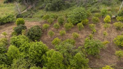 V588-villa-indipendente-in-c-da-Rapputi-tra-ulivi-secolari-e-colline-siciliane---10-
