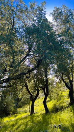 Image No.3-Terre à vendre à Cefalù