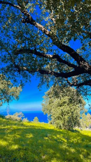 Image No.5-Terre à vendre à Cefalù
