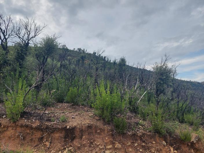 Image No.3-Terre à vendre à Cefalù