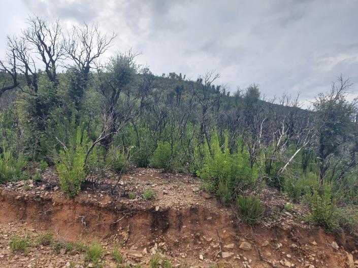 Image No.2-Terre à vendre à Cefalù