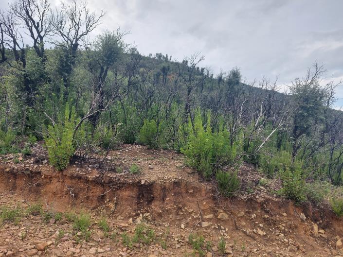 Image No.5-Terre à vendre à Cefalù