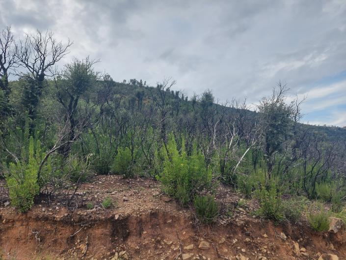 Image No.6-Terre à vendre à Cefalù