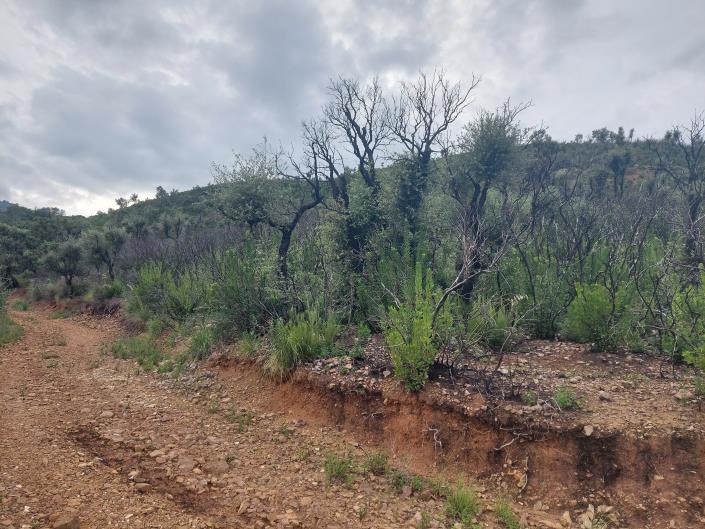 Image No.7-Terre à vendre à Cefalù