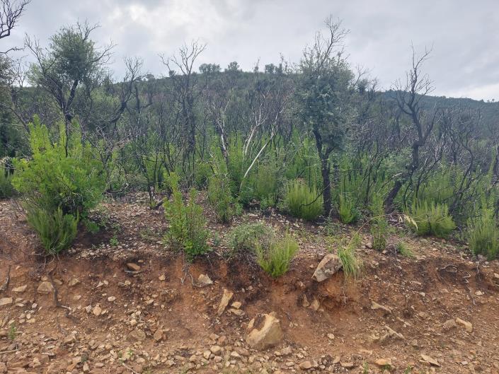 Image No.11-Terre à vendre à Cefalù