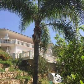 Fachada-con-palmera