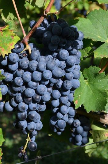 Image No.3-3 Bed Vineyard for sale