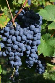 12017655_923787940993840_1121801743154789856_o