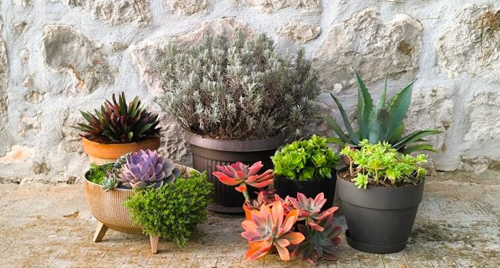 Image No.30-3 Bed Vineyard for sale