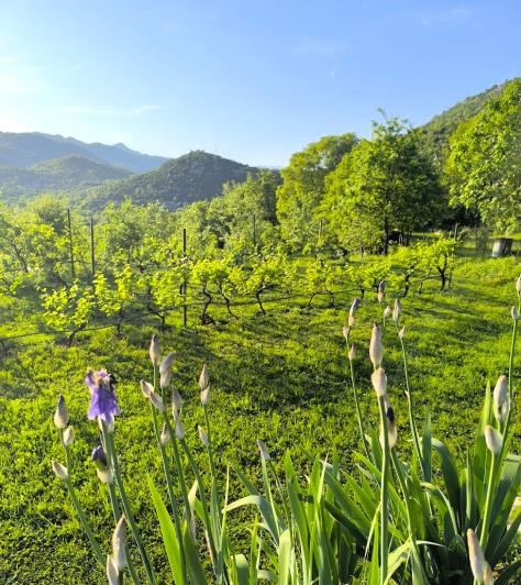 Image No.33-3 Bed Vineyard for sale