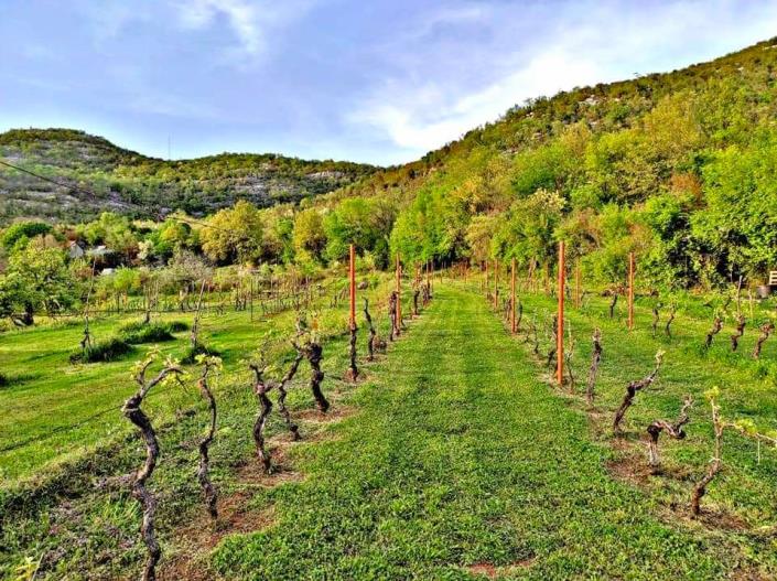 Image No.32-3 Bed Vineyard for sale