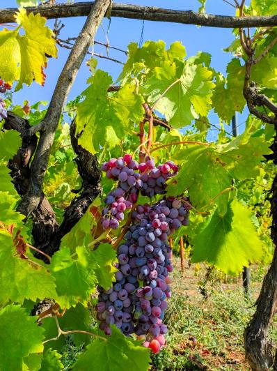 Image No.31-3 Bed Vineyard for sale