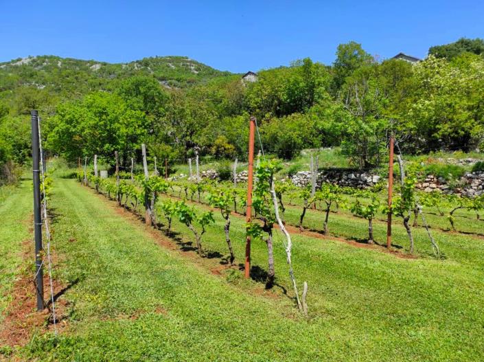 Image No.4-3 Bed Vineyard for sale