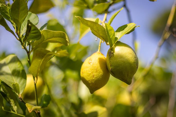 Image No.50-4 Bed Villa for sale