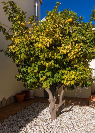 Image No.41-3 Bed Villa for sale